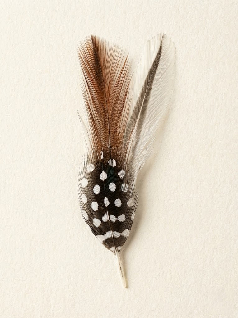 Feather with polka dot pattern on a beige background