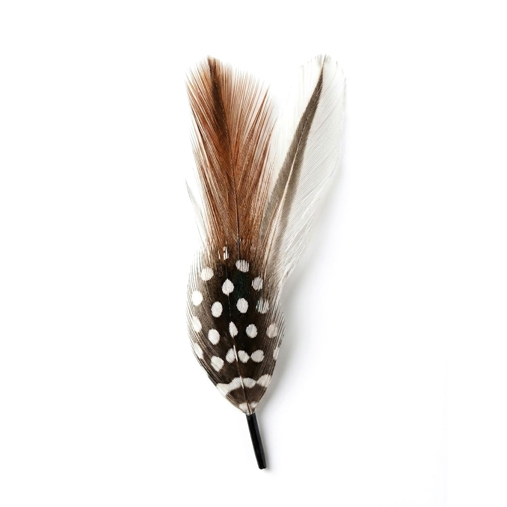 Feather with brown and white pattern on a white background
